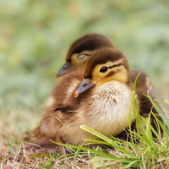 Cute Mandarin ducklings in the grass