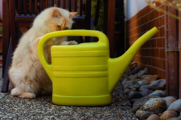 Cute fluffy cat playing with water in a watering can © rhoenes