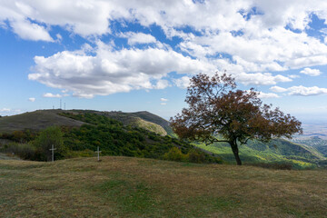 Autumn tree with dark red leaves on the hill. Green grass and bushes. Bright blue sky with clouds. Mountains, valleys and villages on background