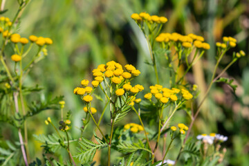 Tansy is a perennial herbaceous flowering plant used in folk medicine