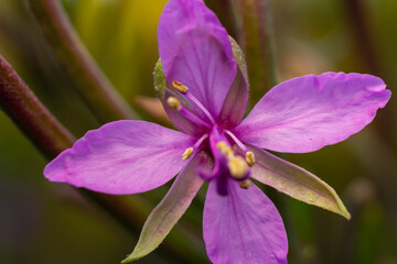 Closeup of fireweed Epilobium blossoms, lilac - colored flowers of kopor tea, a medicinal plant