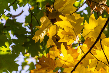 Obraz premium yellowed maple leaves on a blue sky background in autumn on a sunny day