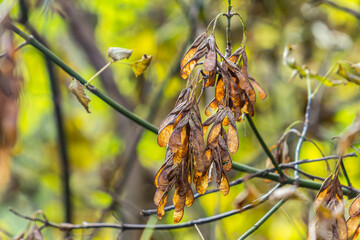 Yellow maple seeds against the blue sky. Macro. Maple branches with golden seeds on a clear sunny...
