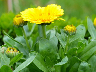 Fleurs jaunes dans un jardin