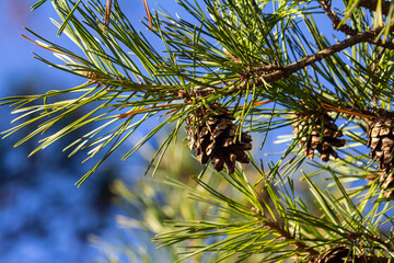 Close-up on a pretty pine cone hanging from its branch and surrounded by its green thorns. Pine cone, pine thorns, pine branch and blue sky