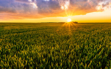 summer wheat field with beautiful cloudy  sunset or sunrise on background.