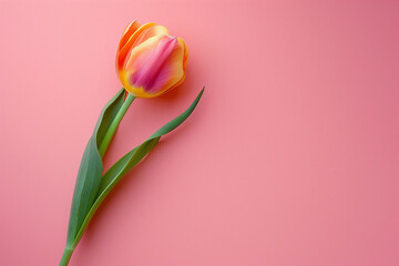 Vibrant Tulip on Pastel Pink Background, Minimalist Design