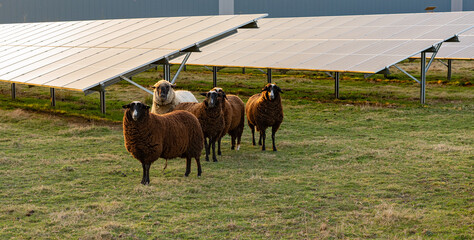 Agrivoltaic solar modules with sheep during sunset