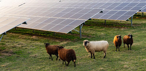 Photovoltaic solar panels power plant with sheep for agriculture and power generation