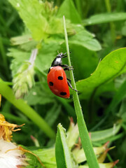 A ladybug climbed onto the long green grass on a warm summer day. Macro photography © Kseniya Petkevich