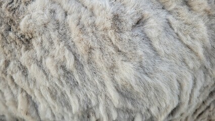 Close up of fur. sheep wool