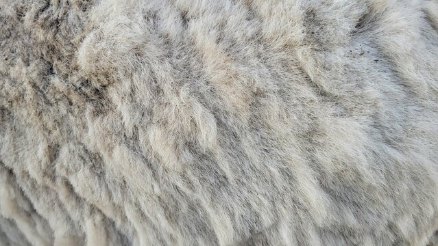 Fur texture background. sheep wool texture