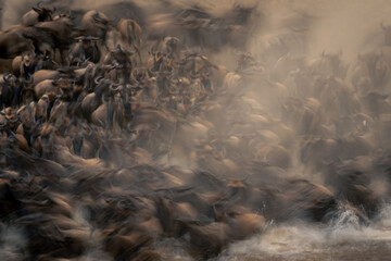 Slow pan of blue wildebeest entering river