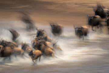 Slow pan of wildebeest galloping across water