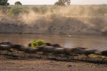 Slow pan of wildebeest galloping along riverbank
