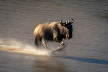 Slow pan of wildebeest galloping through Mara