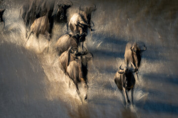 Slow pan of wildebeest galloping through river