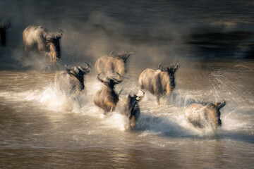 Slow pan of wildebeest galloping through water