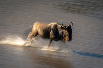Slow pan of wildebeest galloping over Mara