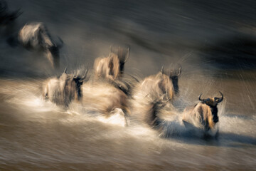 Slow pan of wildebeest galloping through stream