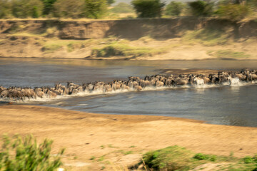 Slow pan of zebras and wildebeest crossing