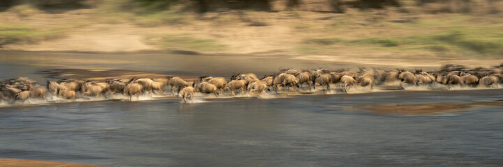 Slow pan panorama of wildebeest in stream