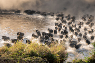 Slow pan of wildebeest racing across stream