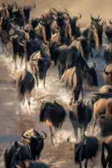 Slow pan of wildebeest rushing through river