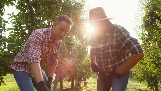 Two farmers checking apple quality