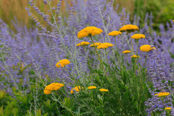 Blauraute oder Silberstrauch (Perovskia atriplicifolia) und Schafgarbe (Achillea) im Blumenbeet