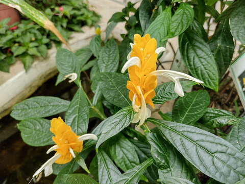 Pachystachys lutea plant with yellow flowers