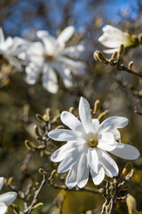 Fleur blanche de Magnolia étoilé (magnolia stellata) conservé dans les les jardins du Parc de la Tête d’Or à Lyon