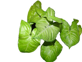 Arrowhead plant isolated on white. Syngonium podophyllum