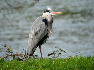 Close-up of heron in a field