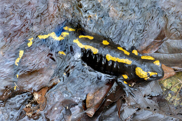 fire salamander in mating season - 758734221