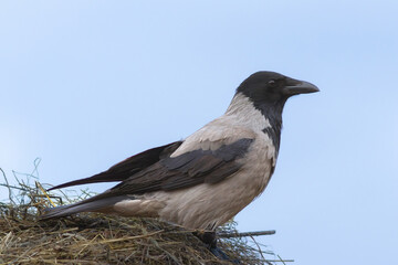 hooded crow on top of a haystack - 758734247