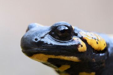 macro portrait of beautiful salamander - 758734287