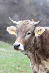 portrait of a cow at the farm - 758734289