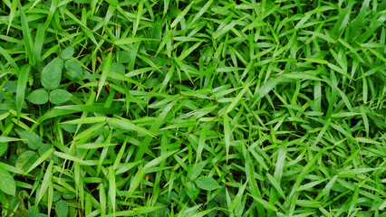 Green grass pattern textured background. Weeds.
