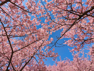 河津桜　伊勢崎市みらい公園