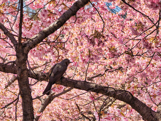 ヒヨドリと桜