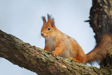 Naklejka na ściany i meble Squirrel in the autumn park....