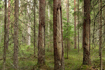 Pine trees with some old resin extraction marks in a woodland in Estonia, Northern Europe