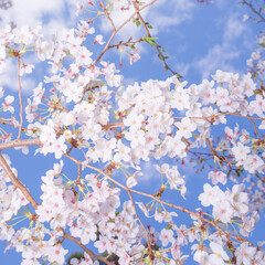 桜の風景　日本を代表する美しい花　満開の桜