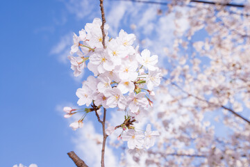 桜の風景　日本を代表する美しい花　満開の桜