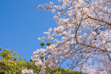 桜の風景　日本を代表する美しい花　満開の桜