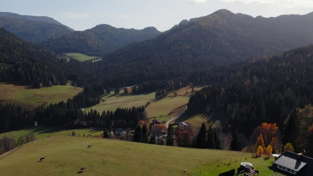 Drone slowly flying along a valley landscape in autumn colors, with cows on a green meadow in the foreground