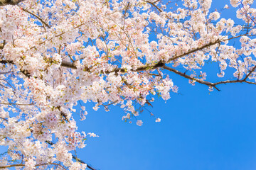 桜の風景　日本を代表する美しい花　満開の桜
