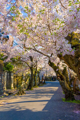 桜の風景　日本を代表する美しい花　満開の桜