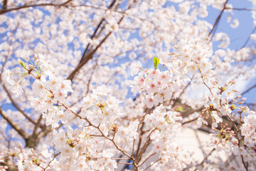 桜の風景　日本を代表する美しい花　満開の桜